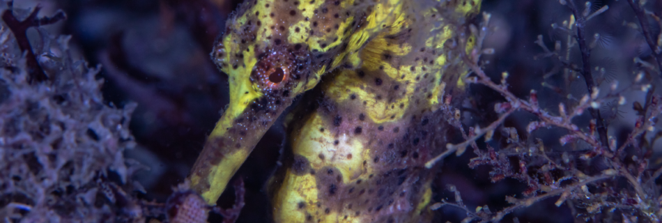 Seahorse